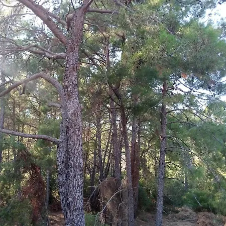 Relaxing On Forest * Мармарис